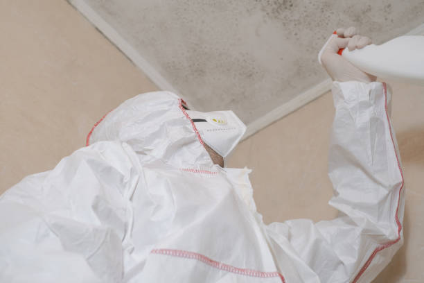Professional Mold Removal in South Roxana, IL