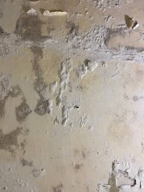 Best Emergency Mold Removal  in South Roxana, IL