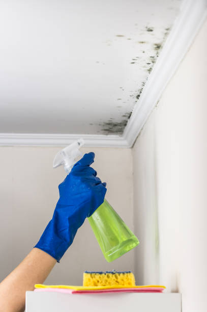 Best Water Damage Restoration  in South Roxana, IL